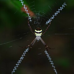 Argiope minuta