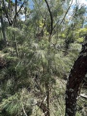 Allocasuarina