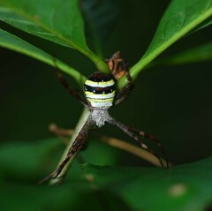 Argiope minuta