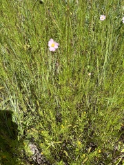 Cosmos parviflorus