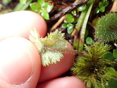 Hydrocotyle moschata