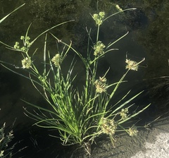 Cyperus eragrostis