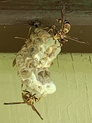 Polistes exclamans