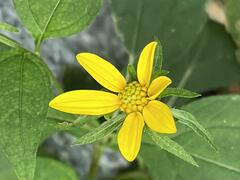 Helianthus divaricatus