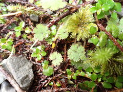 Hydrocotyle moschata