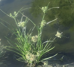 Cyperus eragrostis