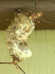 Polistes exclamans