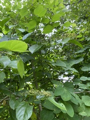 Cissus verticillata