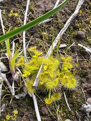 Drosera