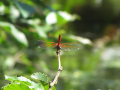 Sympetrum illotum