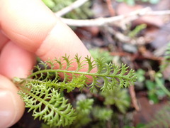 Leptinella