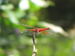 Sympetrum illotum