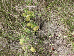 Tragus berteronianus