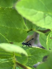 Tritoxa flexa