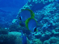 Chaetodon adiergastos