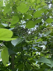 Cissus verticillata