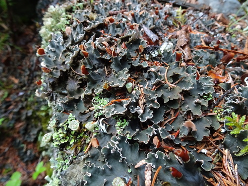 Rusvoji meškapėdė nuotrauka