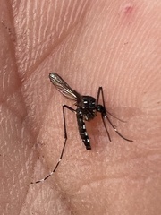 Aedes albopictus