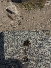Cephenemyia