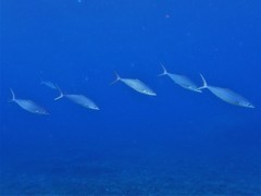 Elagatis bipinnulata