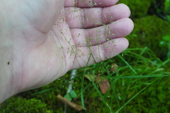 Agrostis perennans