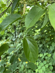 Cissus verticillata