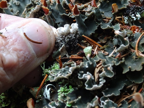 Rusvoji meškapėdė nuotrauka