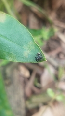 Zenodorus orbiculatus