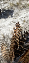Centropus phasianinus