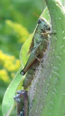 Melanoplus bivittatus