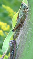 Melanoplus bivittatus