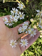 Solidago ptarmicoides