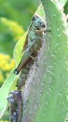 Melanoplus bivittatus