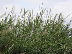 Arundo donax