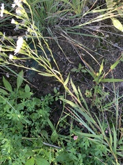 Solidago ptarmicoides