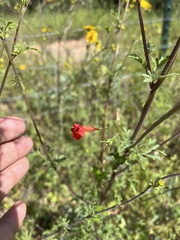 Ipomoea cristulata