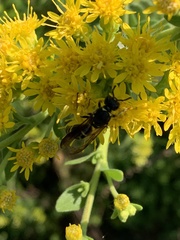 Ancistrocerus antilope