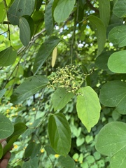 Cissus verticillata