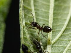 Crematogaster