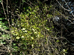 Ileostylus micranthus