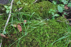 Agrostis perennans