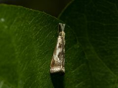 Microcrambus