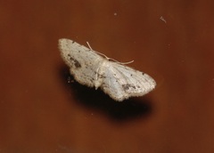 Idaea dimidiata