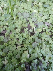 Hydrocotyle heteromeria