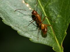 Camponotus castaneus