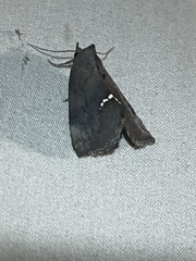 Hypsoropha hormos