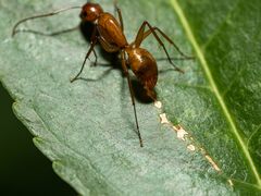 Camponotus castaneus