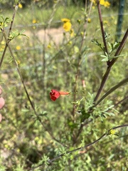 Ipomoea cristulata