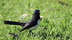 Rhipidura leucophrys