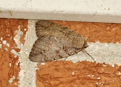Catocala amatrix